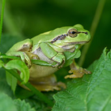 Tree frogs